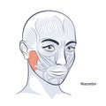 Female facial muscles detailed face anatomy vector illustration Royalty Free Stock Photo