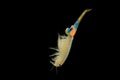 The female Fairy Shrimp Branchipus schaefferi captured close up with black background. A little beautiful white crustacean Royalty Free Stock Photo