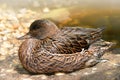 Female Falcated Duck