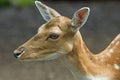 Female fallow deer