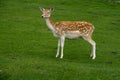 Female Fallow Deer