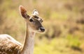 Female Fallow Deer at attention