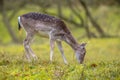 Female Fallow deer in autumn colors Royalty Free Stock Photo