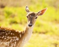 Female Fallow Deer