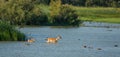 Female Fallow Deer and calf Royalty Free Stock Photo