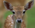 Female fallow deer closeup of face