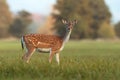 Female fallow deer, dama dama, in autumn colors. Royalty Free Stock Photo