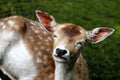 Female fallow deer dama dama on the meadow