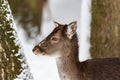 Female fallow deer Dama dama portrait in snow-covered winter landscape Royalty Free Stock Photo
