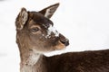 Female fallow deer Dama dama portrait in snow-covered winter landscape