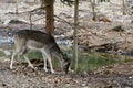 Female of fallow deer Dama dama Royalty Free Stock Photo