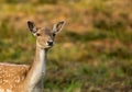 Female of Fallow deer Dama dama Royalty Free Stock Photo