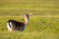 Female fallow deer doe or hind, Dama Dama Royalty Free Stock Photo