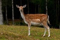 A female fallow deer, in a forest in Sweden Royalty Free Stock Photo