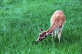 A female fallow deer grazing Royalty Free Stock Photo