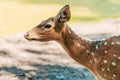 Female fallow deer hind in zoo