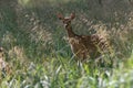 A female fallow deer in Jaegersborg Dyrehave Royalty Free Stock Photo
