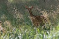 A female fallow deer in Jaegersborg Dyrehave