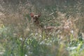 A female fallow deer in Jaegersborg Dyrehave Royalty Free Stock Photo