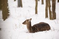 Female fallow deer lying on the snow in the winter forest Royalty Free Stock Photo