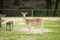 A female fallow deer in a park in autumn Royalty Free Stock Photo