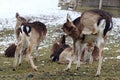 Female fallow deer with young animals in winter for fur care