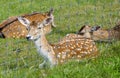 Female fallow deers Royalty Free Stock Photo