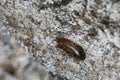 Female false darkling beetle, Orchesia micans laying eggs in aspen bark