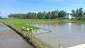 female farm laborers working in the fields, removing and cleaning and pulling rice seeds for planting,