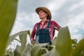 Female farm worker agronomist examining green corn crops