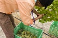 Female farm worker harvesting grapes