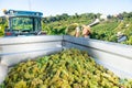 Female farm worker loading harvested grapes in truck in vineyard