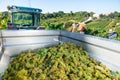 Female farm worker loading harvested grapes in truck in vineyard