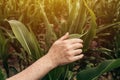 Female farmer agronomist touching unripe green corn maize crop leaf