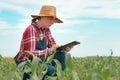 Female farmer agronomist using digital tablet computer in young green corn field Royalty Free Stock Photo