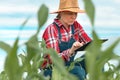 Female farmer agronomist using digital tablet computer in young green corn field Royalty Free Stock Photo