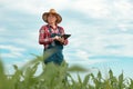 Female farmer agronomist using digital tablet computer in young green corn field