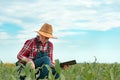 Female farmer agronomist using digital tablet computer in young green corn field Royalty Free Stock Photo