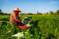 Female farmer cleaning radish in field Royalty Free Stock Photo