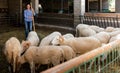 Female farmer cleaning sheep barn