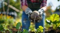female farmer close-up harvests beets Royalty Free Stock Photo