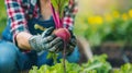 female farmer close-up harvests beets Royalty Free Stock Photo
