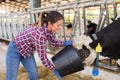 Female farmer cow breeder feeding animals in cowshed