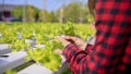 A female farmer examining fresh organic salad vegetables, working in the greenhouse