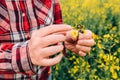 Female farmer examining rapeseed crops for tropinota hirta beetle pests