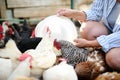 Female farmer feeding chickens from bio organic food in the farm chicken coop. Floor cage free chickens is trend of modern poultry Royalty Free Stock Photo