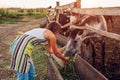 Female farmer feeding horses with grass on farm yard at sunset. Cattle eating and walking outdoors Royalty Free Stock Photo