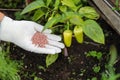 Female farmer hand in a rubber glove giving chemical fertilizer to young Bell pepper. Organic gardening Royalty Free Stock Photo