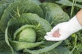 Female farmer hand in a rubber glove giving chemical fertilizer to young cabbage. Organic gardening Royalty Free Stock Photo