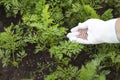 Female farmer hand in a rubber glove giving chemical fertilizer to young carrot. Organic gardening Royalty Free Stock Photo